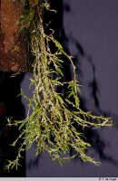 Bulbophyllum stipulaceum: Bulbophyllum stipulaceum Schltr., plant habit, photo E.F. de Vogel, Leiden cult. 20030269 (de Vogel & Vogel) from Papua New Guinea, Central Prov.  