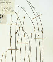 Ceratostylis calceiformis: overview picture