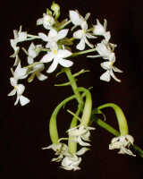 Calanthe triplicata: Calanthe triplicata (Willemet) Ames, inflorescence, photo Ed de Vogel, Leiden cult. Leiden cult. 20040206, from Indonesia, Sulawesi, Poso Regency