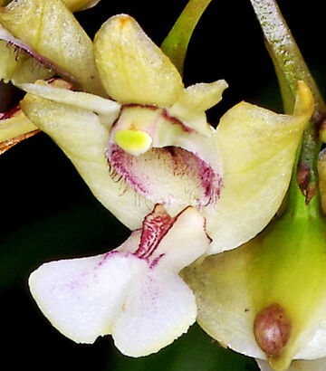 Dendrobium angustipetalum