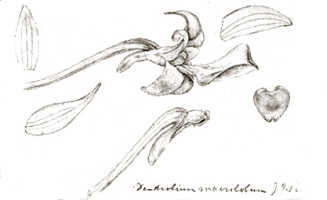 Dendrobium macrolobum: Dendrobium macrolobum J.J.Sm.(as Cadetia macroloba (J.J.Sm.) Schltr.), drawing J.J. Smith, based on de Kock VI