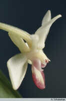 Dendrobium versteegii: Dendrobium versteegii J.J.Sm., flower, lateral view, photo A. Schuiteman, based on Leiden cult. 950205