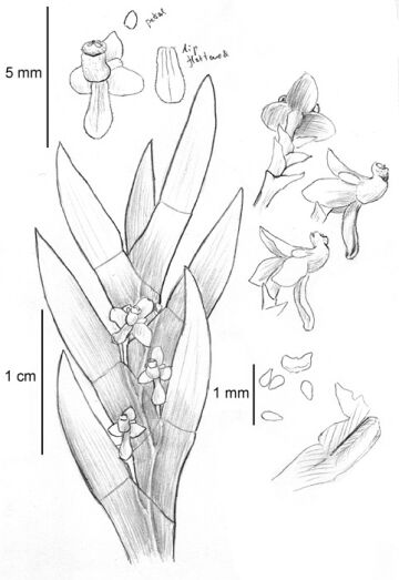 Octarrhena spathulata