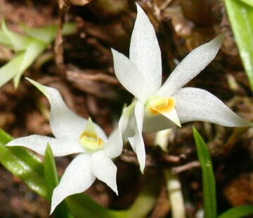Dendrobium masarangense