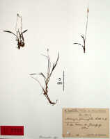 Crepidium graminifolium: Crepidium graminifolium (Schltr.) Szlach. (as Microstylis graminifolia Schltr.), herbarium sheet, Schlechter 19352 (isotype specimen BO)