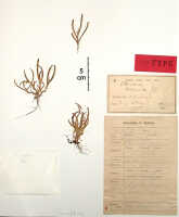 Oberonia torana: Oberonia torana J.J.Sm., herbarium sheet, Gjellerup 912 (syntype specimen BO)