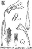 Dendrobium cadetioides: Dendrobium cadetioides Schltr., drawing R. Schlechter in Repert. Spec. Nov. Regni Veg. Beih. 21 (1923) t. 156, fig. 587