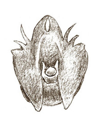 Crepidium retusum