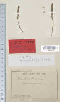 Dendrobium umbellatum: Dendrobium umbellatum (Gaudich.) Rchb.f.(as Dendrobium opacifolium J.J.Sm.), type specimen: Bogor cult. (Branderhorst) 58 b (holo L)