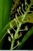 Liparis condylobulbon: Liparis condylobulbon Rchb.f., flowers, photo E.F. de Vogel, Leiden cult. 20030654
