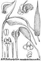 Bulbophyllum maxillare: Bulbophyllum masdevalliaceum Kraenzl., floral analysis, drawing R. Schlechter in Repert. Spec. Nov. Regni Veg. Beih. 21 (1928) t. 260, fig. 991