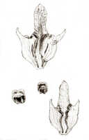Dendrobium auricolor: Dendrobium auricolor J.J.Sm. (as Dendrobium auricolor J.J.Sm. var. cyclopense J.J.Sm.), drawing J.J. Smith, based on Gjellerup 518