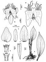 Crepidium witkowskianum: Crepidium witkowskianum Szlach. & Marg., plant habit and flower analysis, frawing by Hanna Margonska in Ann. Bot. Fenn. 37 (2000) 305, fig. 2, from PNG, New Ireland Prov. 
