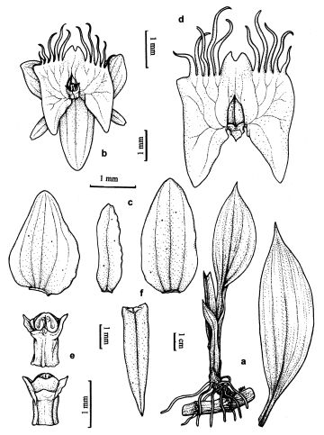 Crepidium witkowskianum