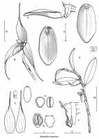Bulbophyllum erythrosema: Bulbophyllum erythrosema J.J.Verm., Nordic J. Bot. 26 (2008) 186, fig. 31, J.J. Vermeulen, sketch, plant habit and flower analysis, based on Leiden cult. 20030122 (holo L), from PNG, Woitape