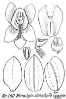 Crepidium cirrhiflorum: Crepidium cirrhiflorum (Kittr.) XXX var. crispatulum (Schltr.) XXX (as Microstylis stenophylla Schltr. var. crispatula Schltr.), drawing R. Schlechter in Repert. Spec. Nov. Regni Veg. Beih. 21 (1923) t. 47, fig. 160