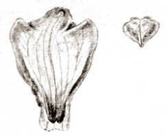 Appendicula neohibernica: Appendicula neohibernica Schltr., drawing J.J. Smith, from Pulle 243