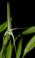 Dendrobium lageniforme: Dendrobium lageniforme J.J.Sm., flower, oblique front view, photo Ed de Vogel, Leiden cult. 20030890 (National Capital Botanic Garden Port Moresby), from Papua New Guinea, locality not known