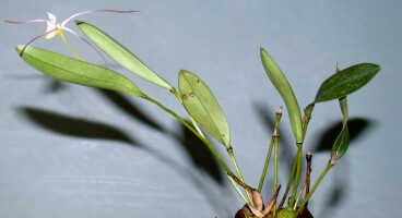 Dendrobium lageniforme: Dendrobium lageniforme J.J.Sm.,plant habit, photo Ed de Vogel, Leiden cult. 20030871 (National Capital Botanic Garden Port Moresby), from Papua New Guinea, locality not known
