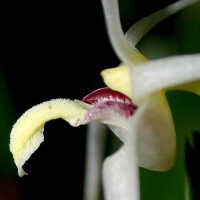 Dendrobium lageniforme: Dendrobium lageniforme J.J.Sm., column and lip, lateral view, photo Ed de Vogel, Leiden cult. 20030890 (National Capital Botanic Garden Port Moresby), from Papua New Guinea, locality not known