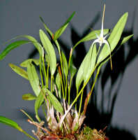 Dendrobium lageniforme: Dendrobium lageniforme J.J.Sm., plant habit,photo Ed de Vogel, Leiden cult. 20030890 (National Capital Botanic Garden Port Moresby), from Papua New Guinea, locality not known