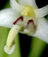 Dendrobium lageniforme: Dendrobium lageniforme J.J.Sm., column and lip, oblique front view, photo Ed de Vogel, Leiden cult. 20030890 (National Capital Botanic Garden Port Moresby), from Papua New Guinea, locality not known