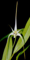 Dendrobium lageniforme: Dendrobium lageniforme J.J.Sm., flower, front view, photo Ed de Vogel, Leiden cult. 20030890 (National Capital Botanic Garden Port Moresby), from Papua New Guinea, locality not known