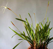 Dendrobium nitidissimum: Dendrobium nitidissimum Rchb.f., plant habit, photo Ed de Vogel, Leiden cult. 20030872 (National Capital Botanic Garden Port Moresby) from Papua New Guinea, locality not known