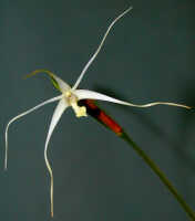 Dendrobium nitidissimum: Dendrobium nitidissimum Rchb.f., flower, front view, photo Ed de Vogel, Leiden cult. 20030872 (National Capital Botanic Garden Port Moresby) from Papua New Guinea, locality not known