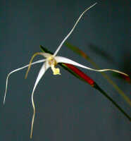Dendrobium nitidissimum: Dendrobium nitidissimum Rchb.f., flower, oblique front view, photo Ed de Vogel, Leiden cult. 20030872 (National Capital Botanic Garden Port Moresby) from Papua New Guinea, locality not known
