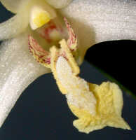 Dendrobium nitidissimum: Dendrobium nitidissimum Rchb.f., column and lip, oblique front view, photo Ed de Vogel, Leiden cult. 20030872 (National Capital Botanic Garden Port Moresby) from Papua New Guinea, locality not known