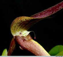 Bulbophyllum antenniferum: Bulbophyllum antenniferum (Lindl.) Rchb.f., flower detail, centre of flower, oblique lateral view, photo E.F. de Vogel, Stocker cult.