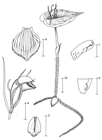 Corybas cyclopensis