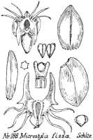 Crepidium fissum: Crepidium fissum (Schltr.) Szlach. (as Microstylis fissa Schltr.), drawing R. Schlechter in Repert. Spec. Nov. Regni Veg. Beih. 21 (1923) t. 54, fig. 188