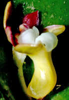 Dendrobium transversilobum: Dendrobium transversilobum J.J.Sm., flower, lateral view, photo Ed de Vogel, Leiden cult. 20030954 (National Capital Botanic Garden Port Moresby), from Papua New Guinea, locality not known
