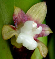 Dendrobium transversilobum: Dendrobium transversilobum J.J.Sm., flower, oblique lateral view, photo Ed de Vogel, Leiden cult. 20031711 (Harris 1660), from Papua New Guinea, Central Highlands Prov.