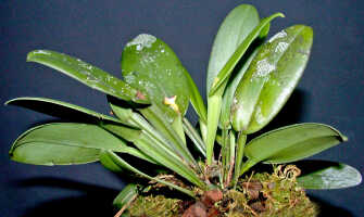 Dendrobium transversilobum: Dendrobium transversilobum J.J.Sm., plant habit, photo Ed de Vogel, Leiden cult. 20030954 (National Capital Botanic Garden Port Moresby), from Papua New Guinea, locality not known