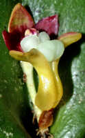 Dendrobium transversilobum: Dendrobium transversilobum J.J.Sm., flower, oblique lateral view, photo Ed de Vogel, Leiden cult. 20030954 (National Capital Botanic Garden Port Moresby), from Papua New Guinea, locality not known