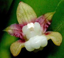 Dendrobium transversilobum: Dendrobium transversilobum J.J.Sm., flower, front view, photo Ed de Vogel, Leiden cult. 20031711 (Harris 1660), from Papua New Guinea, Central Highlands Prov.
