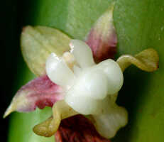 Dendrobium transversilobum: Dendrobium transversilobum J.J.Sm., flower, front view from below, photo Ed de Vogel, Leiden cult. 20031711 (Harris 1660), from Papua New Guinea, Central Highlands Prov.