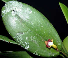 Dendrobium transversilobum: Dendrobium transversilobum J.J.Sm., leaf with inflorescence, photo Ed de Vogel, Leiden cult. 20030954 (National Capital Botanic Garden Port Moresby), from Papua New Guinea, locality not known