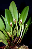 Dendrobium transversilobum: Dendrobium transversilobum J.J.Sm., plant habit, photo Ed de Vogel, Leiden cult. 20031711 (Harris 1660), from Papua New Guinea, Central Highlands Prov.
