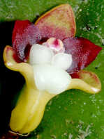 Dendrobium transversilobum: Dendrobium transversilobum J.J.Sm., flower, front view from below, photo Ed de Vogel, Leiden cult. 20030954 (National Capital Botanic Garden Port Moresby), from Papua New Guinea, locality not known
