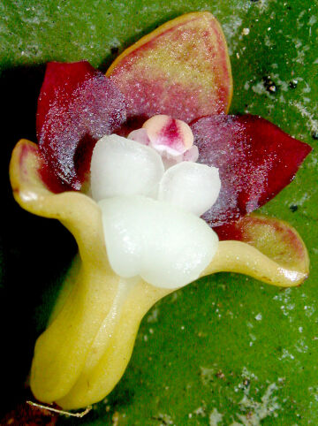 Dendrobium transversilobum