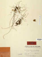Taeniophyllum podochiloides: Taeniophyllum podochiloides (J.J.Sm.) Kocyan & Schuit. (as Microtatorchis podochiloides J.J.Sm.), herbarium sheet, Lam 1922 (holotype specimen L)