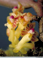 Robiquetia wariana: Robiquetia gautierensis (J.J.Sm.) Kocyan & Schuit., flowers, various views, photo A. Schuiteman, Leiden cult. 981075 (Yumte), from Indonesia, Papua Barat Prov, Maybrat Regency