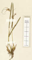 Dendrobium mamberamense: Dendrobium mamberamense J.J.Sm., detail of isosyntype specimen: Bogor cult. (Feuilletau de Bruyn, leg. Ajoeb 827) 3 (L)