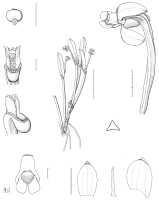 Dendrobium reflexum: Dendrobium reflexum Schuit. & de Vogel, Malesian Orchid J. 4 (2009) 111, fig. 10. Drawn by Mutsuko Nakajima from the type: Kalkman & van Zanten 4390.