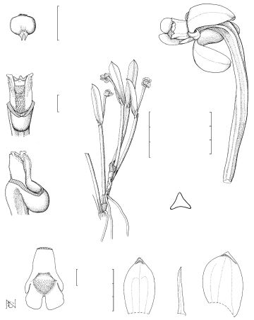 Dendrobium reflexum