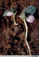 Corybas royenii: Corybas royenii Kores, habit, photo M. van Balgooy, based on van Balgooy 749